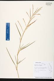 Image result for Hemarthria