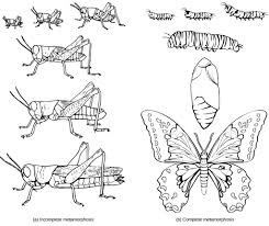 The ability of animals to reproduce efficiently is an integral component of animal inefficient reproduction in livestock may be caused by numerous factors including. Animal Reproduction Biology For Majors Ii
