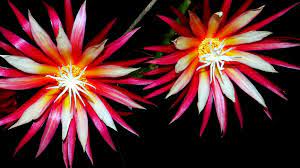 Pin On Flowers And More Flowers 1507867 N25