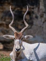 African Addax Portrait Screw Horned White Antelope African Antelope Addax Antelope Animals Wild