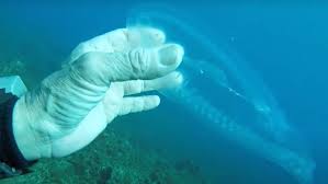 Like all echinoderms, the snot sea cucumber has spiny skin. Diver Finds Mysterious Dolphin Like Jellyfish In Mediterranean Nerdist