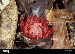 Image result for Thonningia