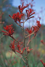 Tall Kangaroo Paw Anigozanthos Flavidus Family Haemodoraceae Kangaroo Paw Water Wise California Landscape