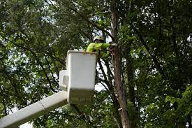We did not find results for: Orlando Fl Tree Care