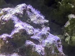 So, the problem is i'm starting to get a white fugus/mold in the tank. White Fuzzy Algae Looks Like Cotton Reef2reef Saltwater And Reef Aquarium Forum