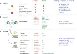 Proteases (also called proteolytic enzymes, peptidases, or proteinases) are enzymes that hydrolyze the amide bonds within proteins or peptides. Frontiers Cutting Out The Gaps Between Proteases And Programmed Cell Death Plant Science