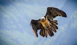 Pedro Montaner Predator Birds Lensculture Birds of prey, also known as raptors, include species of bird that primarily hunt and feed on vertebrates that are large relative to the hunter. lensculture