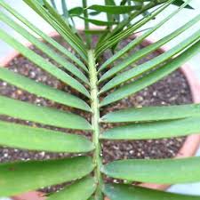 Image result for Encephalartos lebomboensis