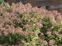 This Hydrangea Blooms A Month Before The Others Hydrangea Landscaping Quick Fire Hydrangea Hydrangea Not Blooming