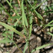 Image result for Eragrostis
