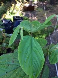 Image result for Rytigynia ruwenzoriensis