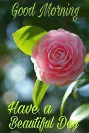 Good Morning Greetings Good Morning Flowers Good Morning Greetings Morning Greeting Png image source from pngtree terms of use : pinterest