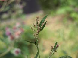 Image result for Atriplex patula