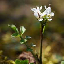 Image result for Cardamine hirsuta