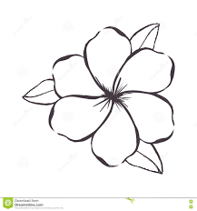 Image Result For Frangipani Line Drawing Flower Drawing Small Flower Tattoos Drawings