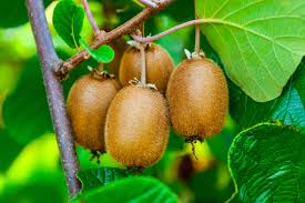 Maybe you would like to learn more about one of these? How To Plant Grow Prune And Harvest Kiwifruit Harvest To Table