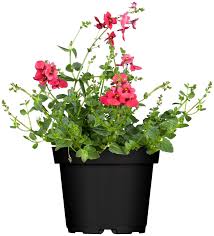 Image result for ostruhatka