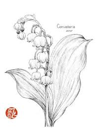 Pin By Lauren Boyles On Blatant Brands Lilies Drawing Botanical Illustration Black And White Lily Of The Valley