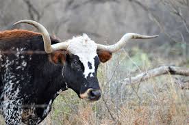 We proud to offer international flower delivery service in more than 80 countries. 5 Amazing Things You Can Do In San Angelo This Spring Tour Texas