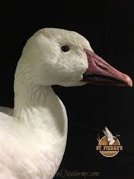 Pin On Taxidermy Photos