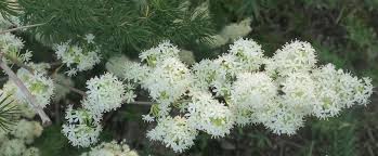 Image result for Asparagaceae