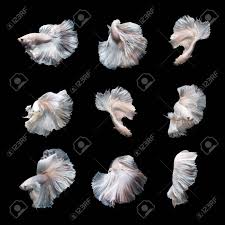 See actions taken by the people who manage and post content. Beautiful White Platinum Betta Fish Siamese Fighting Fish Art Stock Photo Picture And Royalty Free Image Image 71560190