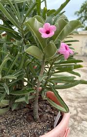Image result for Adenium boehmianum