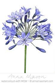 Agapanthus Anna Mason Art Flower Drawing Flower Art Flower Art Painting