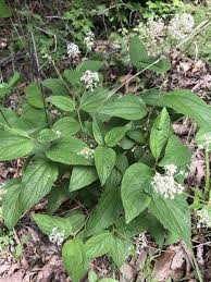 Image result for Rhamnaceae