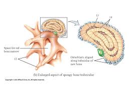 Spongy bone looks like sponge, with small holes, and is found on the inside of bones and the expanded heads of long bones. Longitudinal Section Compact Bone Spongy Bone Periosteum Medullary Cavity Osteon A Osteons Haversian Systems In Compact Ppt Download