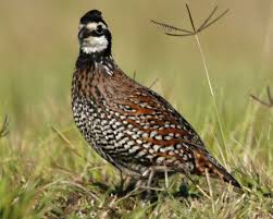 Letterkenny S Northern Bobwhite Quail Reintroduction The Institute Please contact them directly with respect to any copyright or. northern bobwhite quail reintroduction