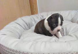 2 boston terrier puppies for sale in michigan. Beautiful Merle And White Boston Terrier Pups For Sale In Belleville Michigan Classified Americanlisted Com