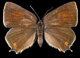 Image result for Satyrium