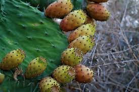 As in non toxic, but not necessarily tasty. Hd Wallpaper Cactus Fruit Edible Prickly Pear Greece Plant Beauty In Nature Wallpaper Flare