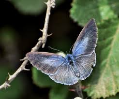 Image result for Celastrina argiolus