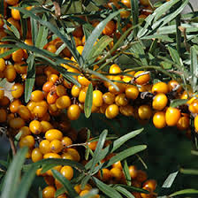 Image result for Hippocratea buchananii