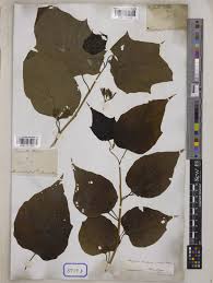 Image result for Alangium chinense