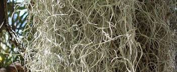 Spanish moss clinging to live oak trees is imagery connected to the south. Tillandsia Bromeliad Species Air Plant Spanish Moss Tillandsia Usneoides