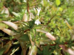 Image result for Hygrophila spiciformis