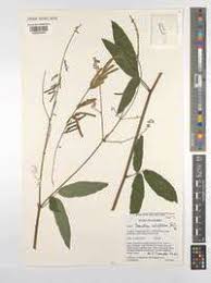 Image result for Pleurolobus