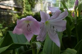 Image result for Crinum moorei