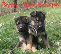 Von der stadtrand german shepherds has been named the best dog breeder in jefferson wisconsin for the third year in a row!. German Shepherd Puppies Wisconsin Adoption Pets Lovers