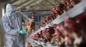 Las autoridades de salud de china detectaron el primer caso de gripe aviar h10n3 en humanos, el cual se registró desde finales de abril pasado. Bqg70dpqrs8gnm