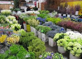 Check spelling or type a new query. New Flower Mart To Rise In Potrero Instead Of 395 Units Of Housing