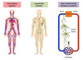 Pin On Lymphatic System Heart Blood Vessels Test