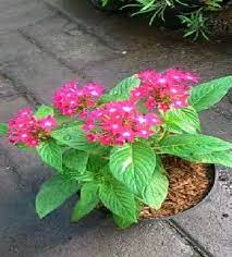 Contents  show 1 kertas bunga untuk hiasan dewan dengan tangan mereka sendiri: Jual Tanaman Bunga Pentas Merah Di Lapak Mahameru Flora Bukalapak