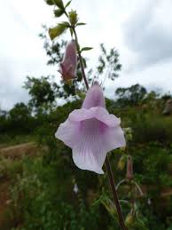 Image result for Ceratotheca triloba