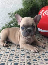 Maybe you would like to learn more about one of these? French Bulldog Puppies For Sale Ireland Pets Lovers