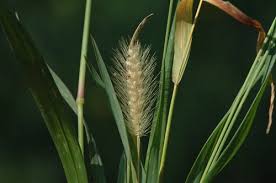 Image result for Setaria parviflora