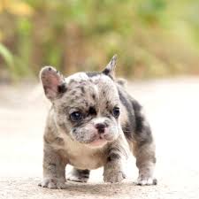 We also have blue eyed french bulldog puppies too. Teacup French Bulldog Puppies For Sale Online Shopping
